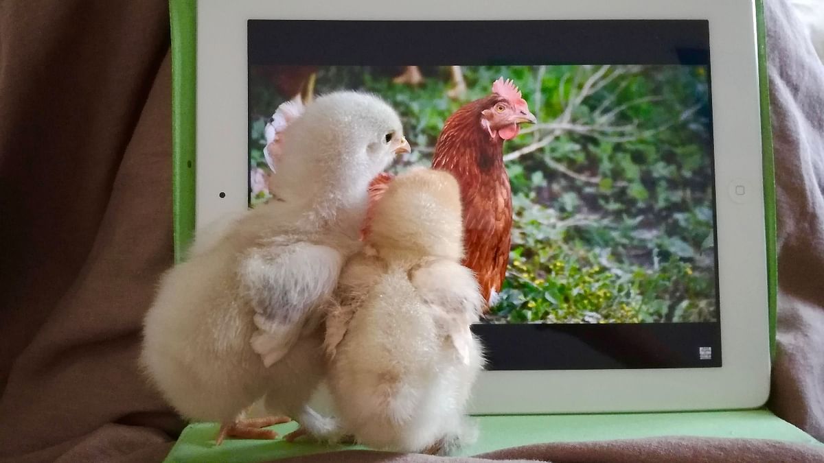Inquisitive Chicks. Credit: Sophie Bonnefoi/Comedy Pet Photo Awards 2021