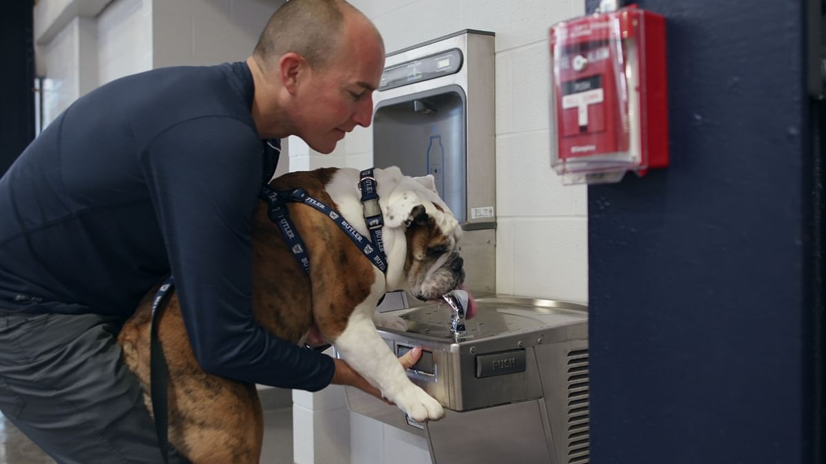 'Dogs - Season 2': Their love for dogs — and their dogs' love for them — becomes a lifeline for an astronaut, a Brazilian priest, a college mascot's caregiver and more.