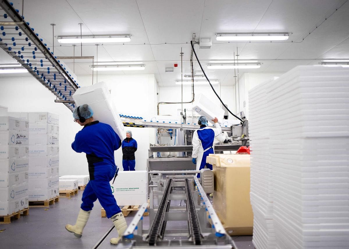 Workers pack salmon at the Fredrikstad Seafoods land-based salmon farm in Fredrikstad, Norway. Credit: AFP Photo
