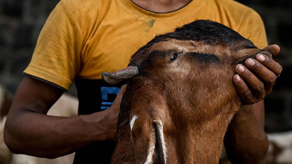 Muslims in India gear up to celebrate Eid-ul-Adha also known as Bakra Eid or Bakrid. Credit: AFP Photo
