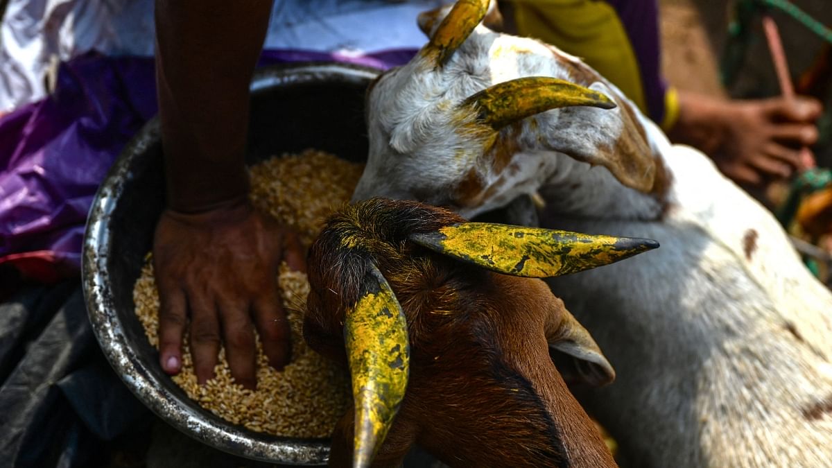 A breeder feeds his goat as he awaits customers in New Delhi. Credit: AFP Photo