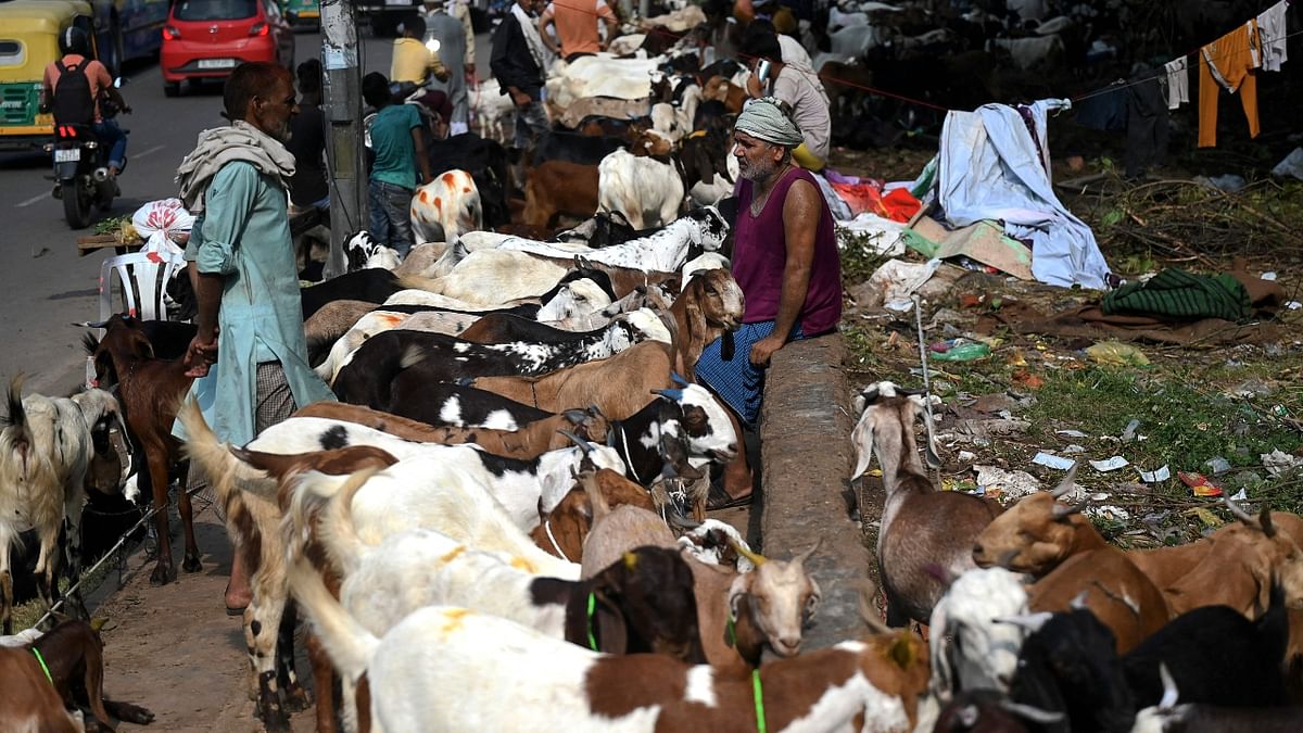 Merchants wait for customers along a roadside to sell their goats ahead of the Muslim festival Eid-al-Adha in New Delhi. Credit: AFP Photo