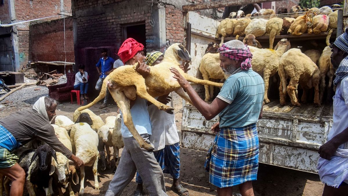 People load goats in a truck at a livestock market ahead of Eid al-Adha festival, in Prayagraj. Credit: PTI Photo