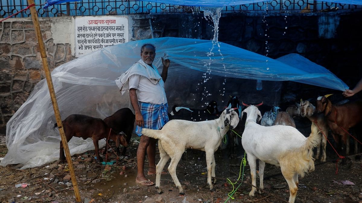 A vendor holds a tarpaulin to protect his goats from heavy rain as he waits for customers at a livestock market ahead of the Eid al-Adha festival in New Delhi. Credit: Reuters Photo