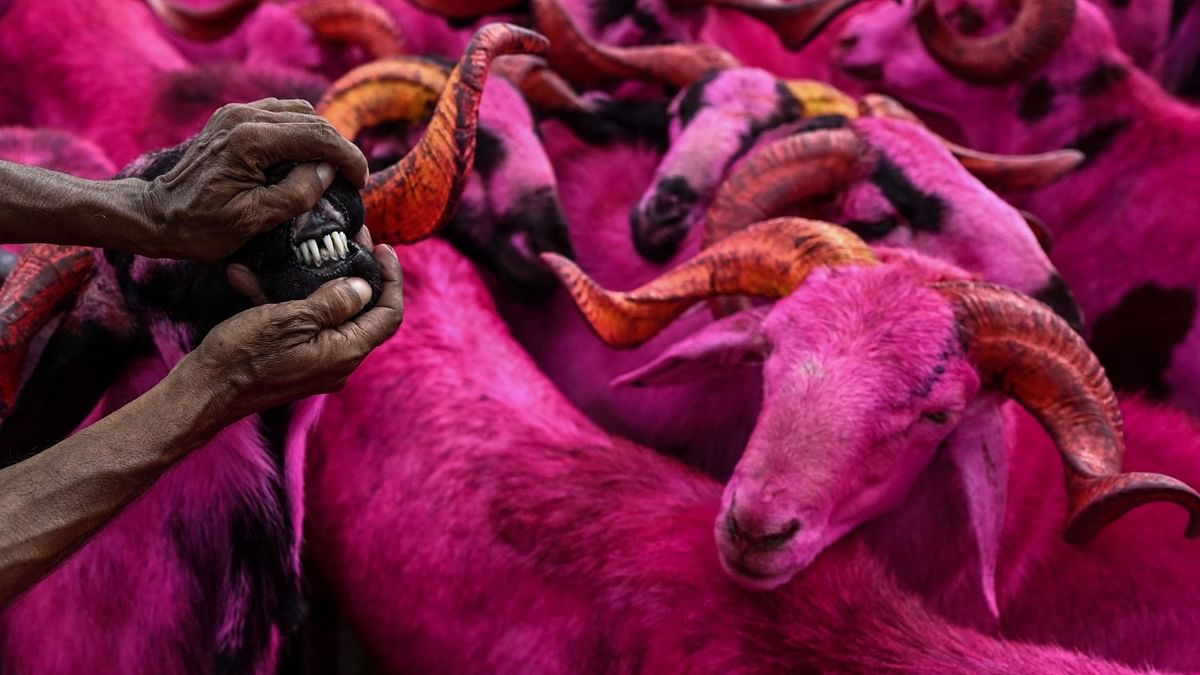 Sacrificial animals are sold ahead of the Muslim festival of Eid al-Adha at a ground in Chennai. Credit: AFP Photo