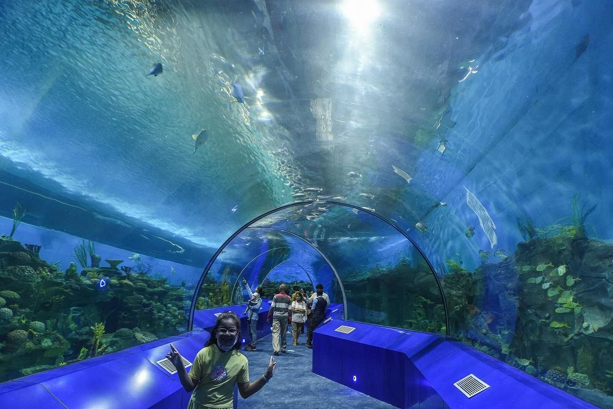 A child visits the Aquatic Gallery at the Gujarat Science City near Ahmedabad. Credit: AFP Photo