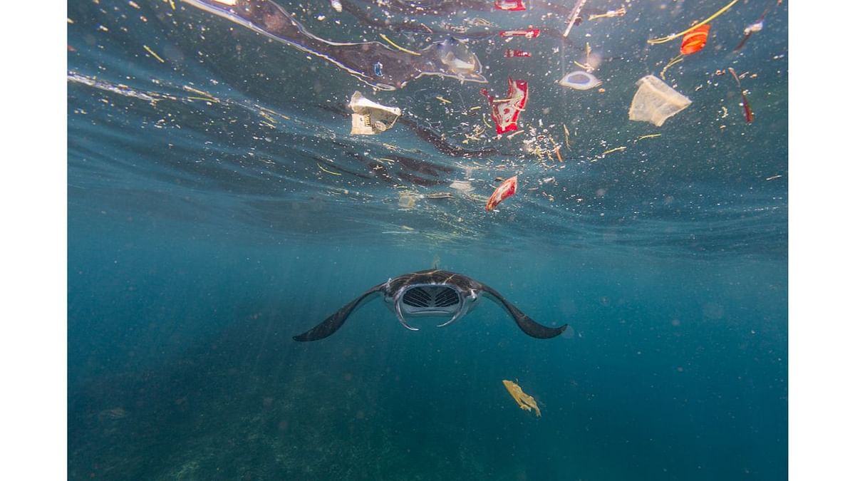 Recent research has shown that these manta rays ingest as much as 137 pieces of plastic an hour, which exposes their population to unknown long-term risks. A filter-feeding manta ray attempts to eat amidst the plastic in Nusa Penida, Bali. Photo by Vincent Kneefel (The Netherlands)