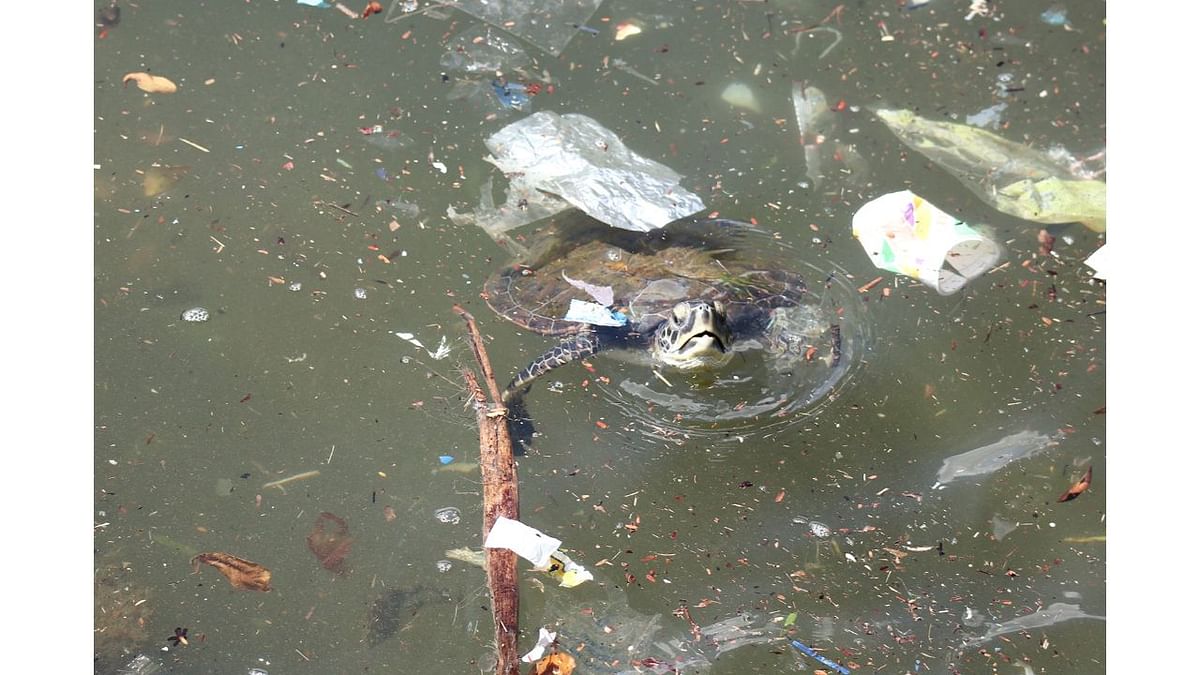 A young sea turtle is trying to breathe in a puddle of water filled with plastic in Niteroi, Rio de Janeiro, Brazil. Photo by Heidi Acampora (Brazil)
