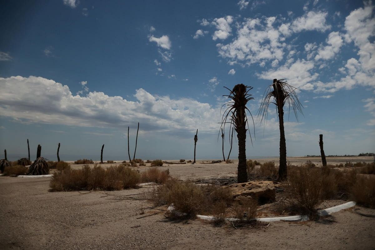 Dead palm trees are seen near the beaches of the Salton Sea, California's largest inland lake, where the state's worst drought since 1977 has exacerbated an area already in decline, in Salton City, California, US. Credit: Reuters Photo