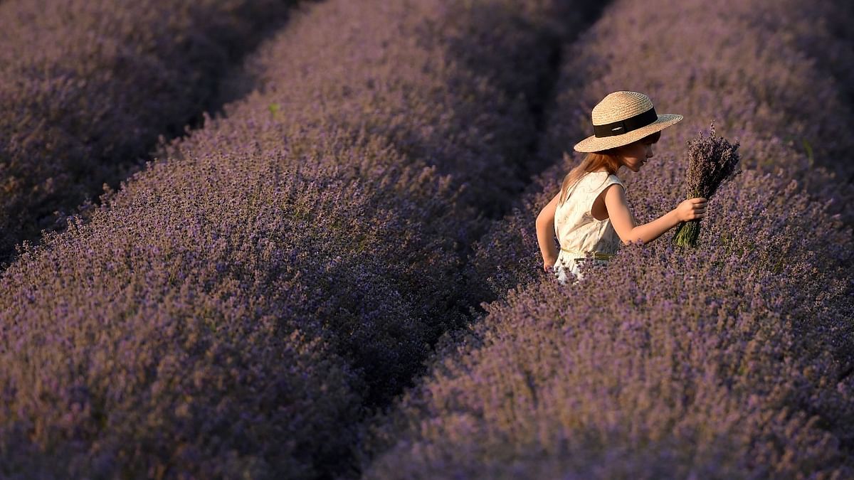 A photo taken on July 10, 2021 shows a girl as she crosses a lavender field near the village of Valea-Trestieni, some 30 km east of Chisinau, Moldova. Credit: AFP Photo