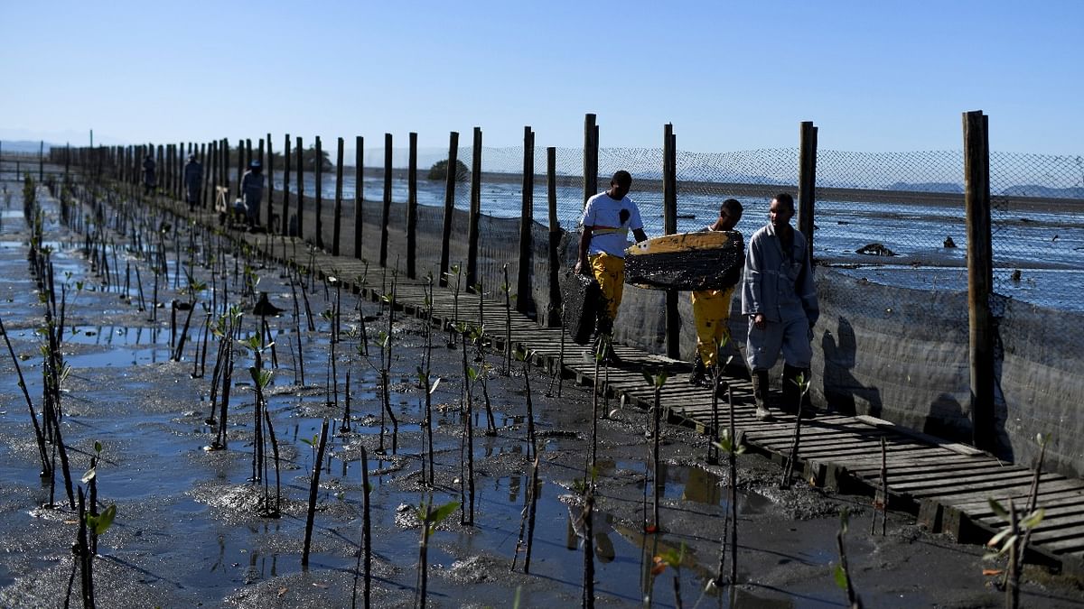 Workers of the Jardim Gramacho landfill, which was the site of one of the world's largest garbage dumps, plant red mangrove seedlings with biologist Mario Moscatelli at the recovering Gramacho mangrove forest area near the Guanabara Bay to mark International Mangrove Day, in Duque de Caxias, near Rio de Janeiro, Brazil. Credit: Reuters photo
