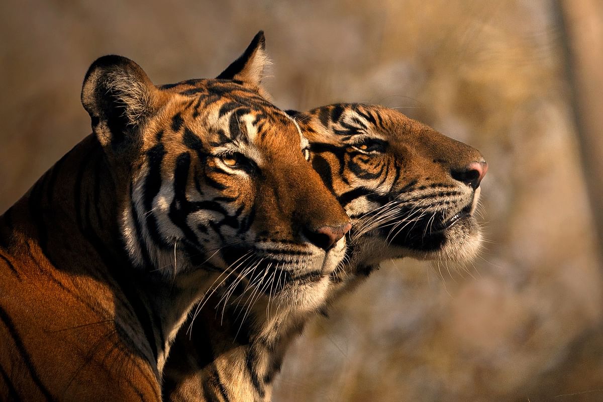 International Tiger Day | Stunning photographs of tigers from Karnataka's Kabini forest