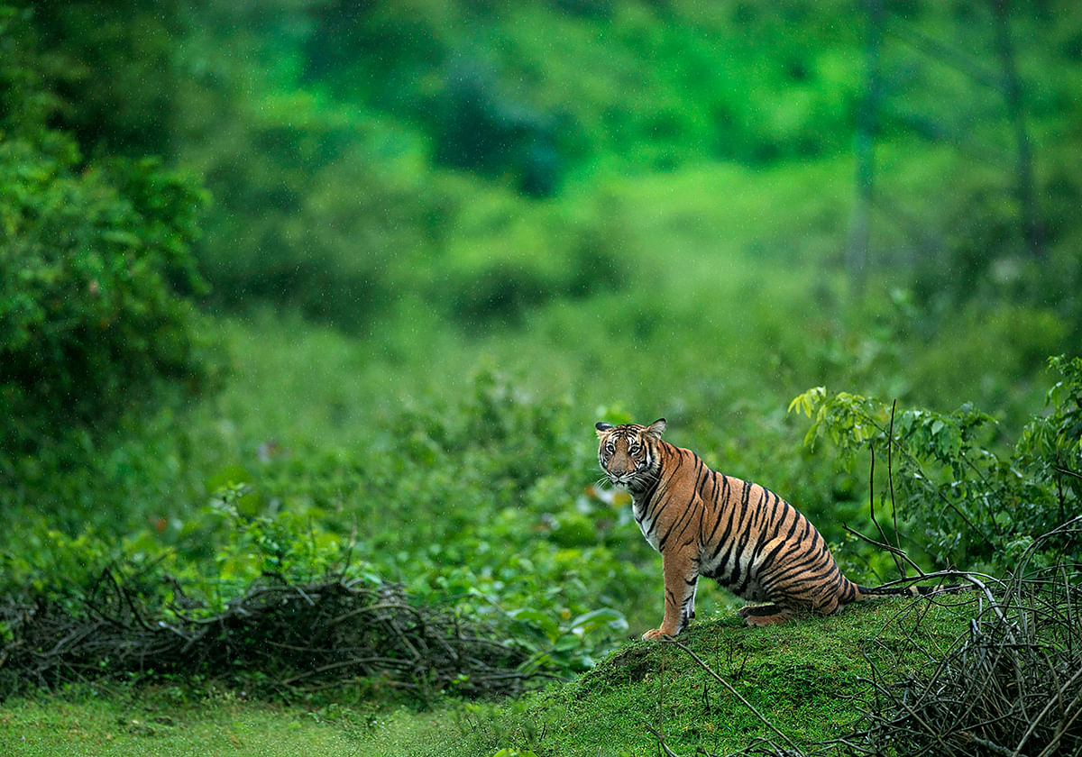 A photograph of a sub-adult tiger rejoicing on a rainy evening. Credit: Arvind Karthik