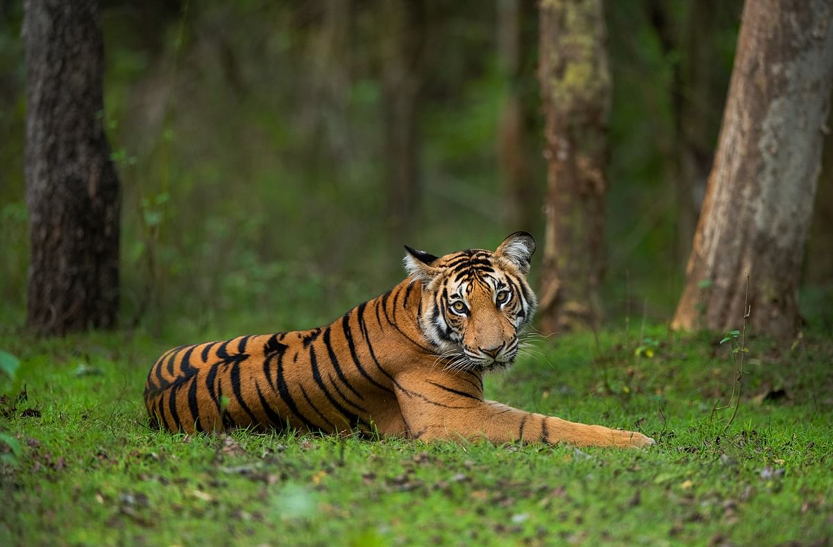 Harsha Narasimhamurthy, a wildlife photographer and big cat specialist popularly known as 'The Catman', photographs a Russell Line sub-adult tigress at Kabini. Credit: Harsha Narasimhamurthy