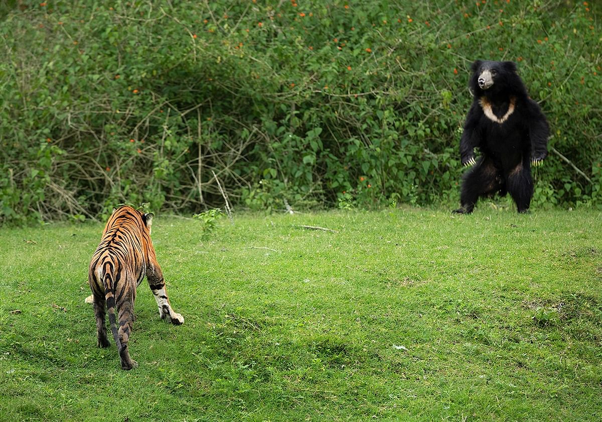A photograph of a sloth bear chasing away a tiger on a gloomy morning. The bear is seen standing on its hind limbs to scare away the big cat. Credit: Arvind Karthik