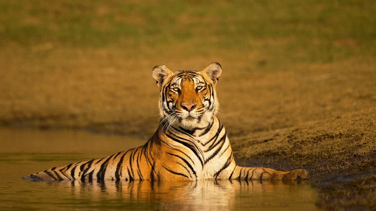 A tiger relaxing in a water body on a sunny day. Unlike most members of the cat family, tigers love water. Credit: Yashas Narayan