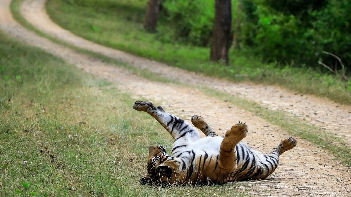 An image of the Nayanjikatte sub-adult female rolling on her back on the safari track. Credit: Jeevan Gowda