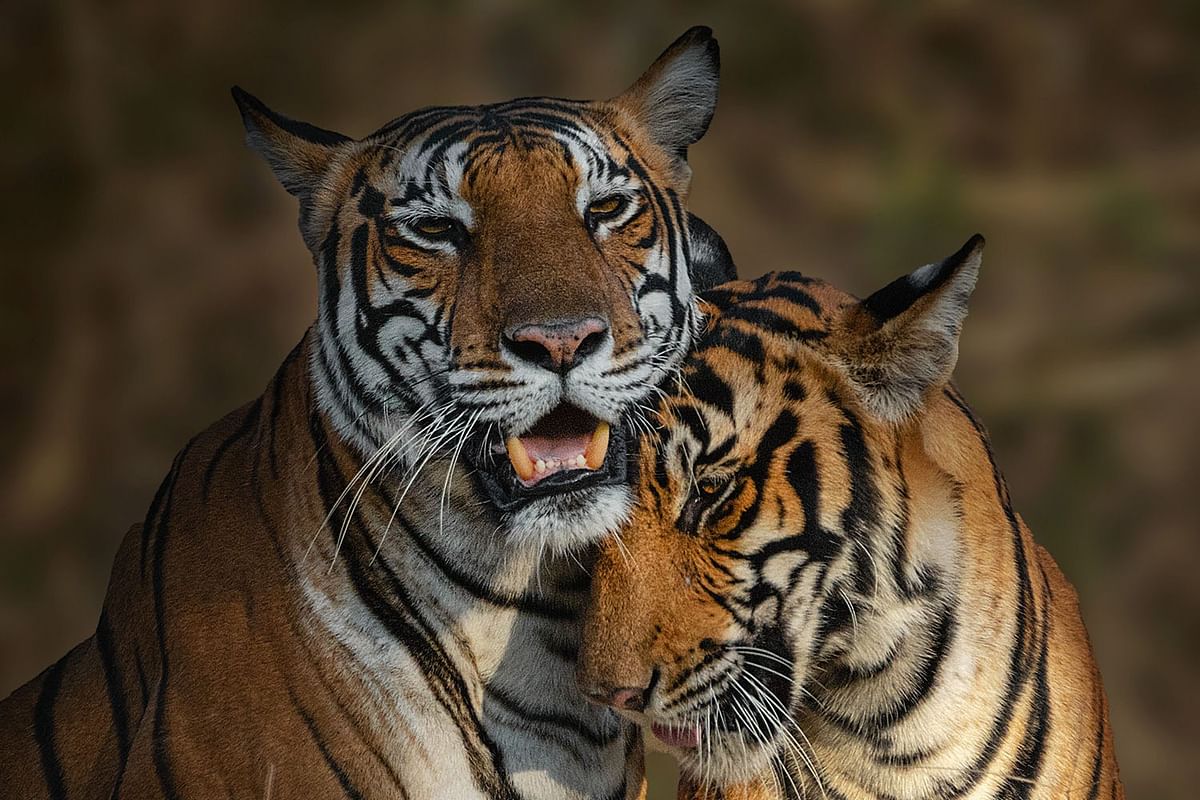 Animals show the same emotion as humans. This image portrays the love of a mother and her cub. Credit: Balaji Narayanan