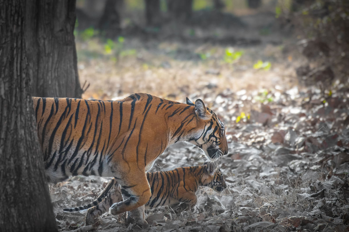 An image of the Backwater tigress taking a stroll in the forest with one of her cubs. Credit: Shreyas Devanoor