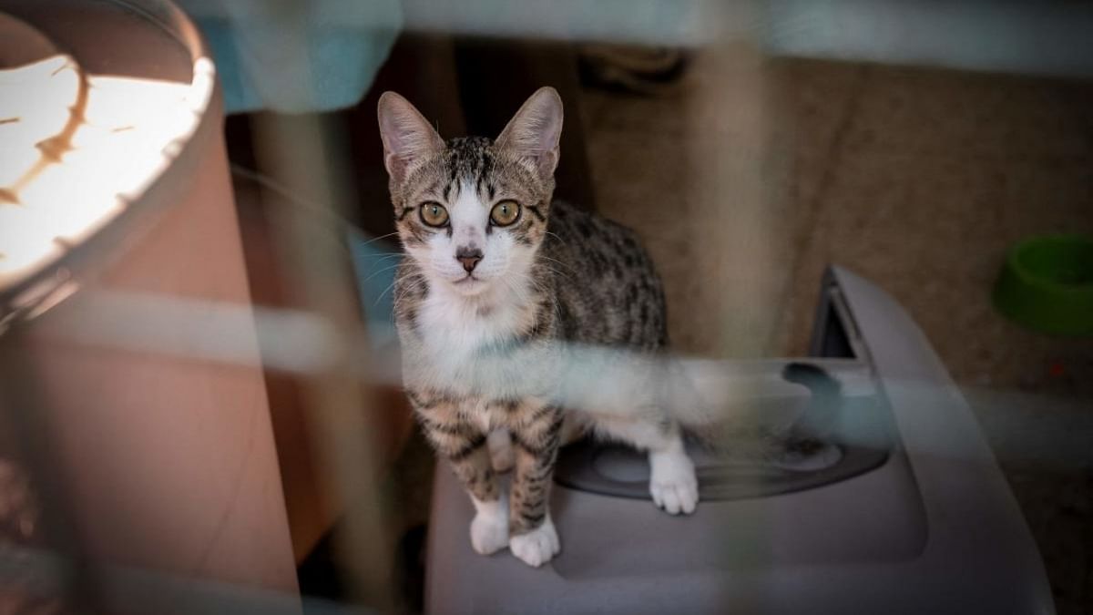 An abandoned cat waits in a cage at the Chamarande animal shelter of the French SPA (society for animal protection) on July 29, 2021. Credit: AFP Photo