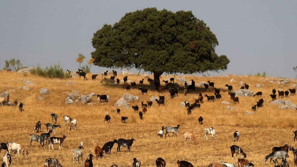 Goats graze as others gather in the shade of a tree to avoid the sun, as the summer's first heatwave hits Spain, in Ronda. Credit: Reuters Photo