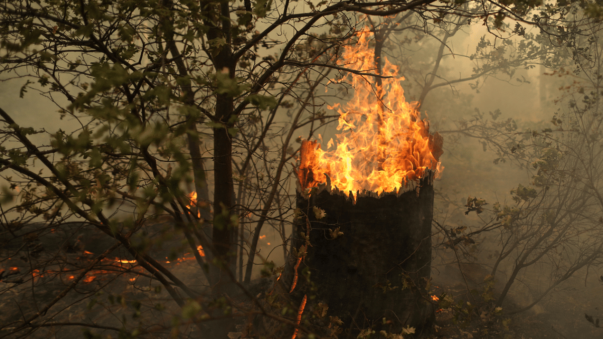 A stump burns in the Dixie Fire near Taylorsville, California, US. Credit: Reuters Photo