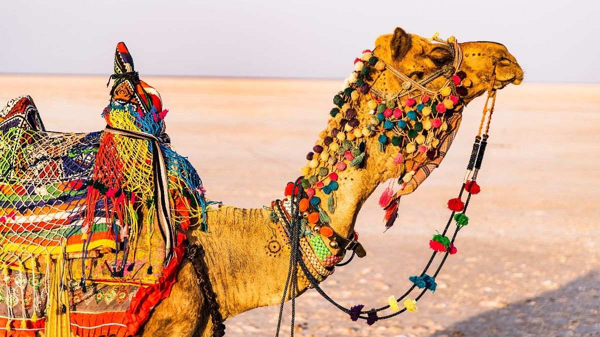 Gujarat’s Rann of Kutch – The white widespread desert of Rann is a one of the favourite places of the photographer to capture the stark contrasting colours of mother nature. Credit: Unsplash/Hari Nandakumar