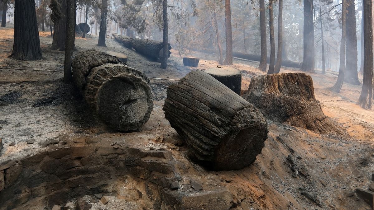 Burned logs are seen as the French Fire burns in the Sequoia National Forest near Lake Isabella, California. Credit: Reuters photo