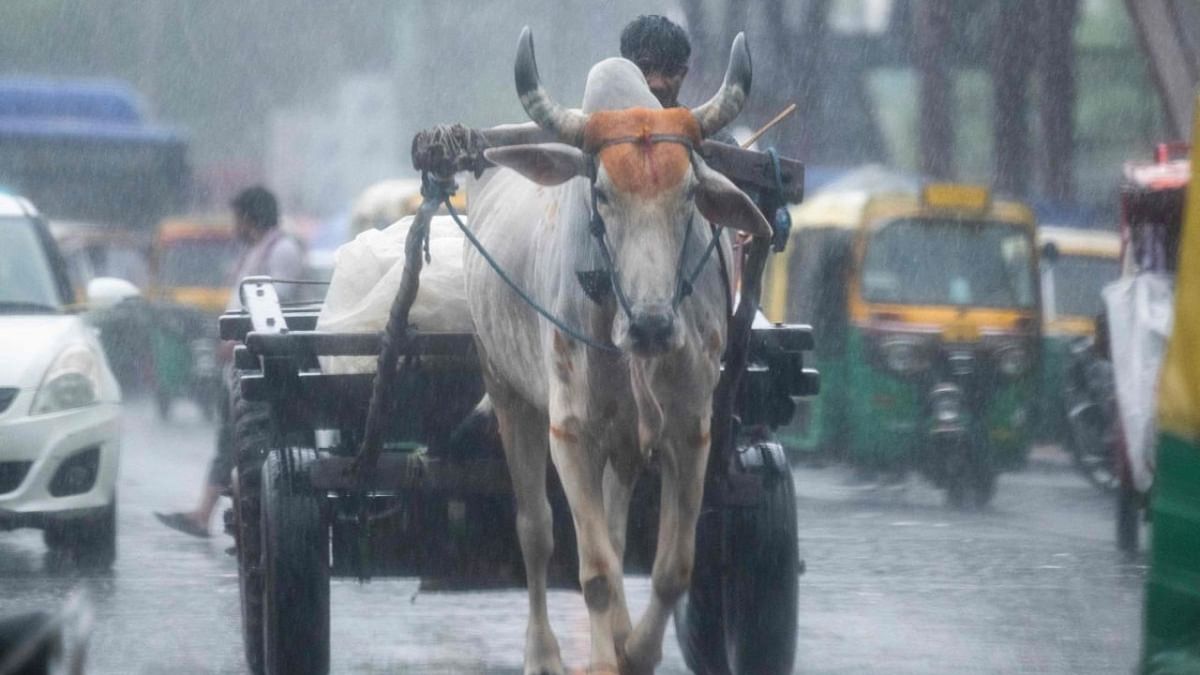 India is likely to receive above average rainfall in September, the state-run weather office said on Wednesday, helping millions of farmers who had to endure patchy rains in July and August.  Monsoon rains were 10% above average in June.. Credit: PTI photo