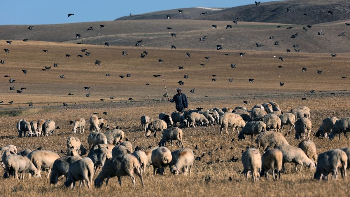 A shepherd watches his flock of sheep grazing in Ankara's Golbasi district. Credit: AFP Photo