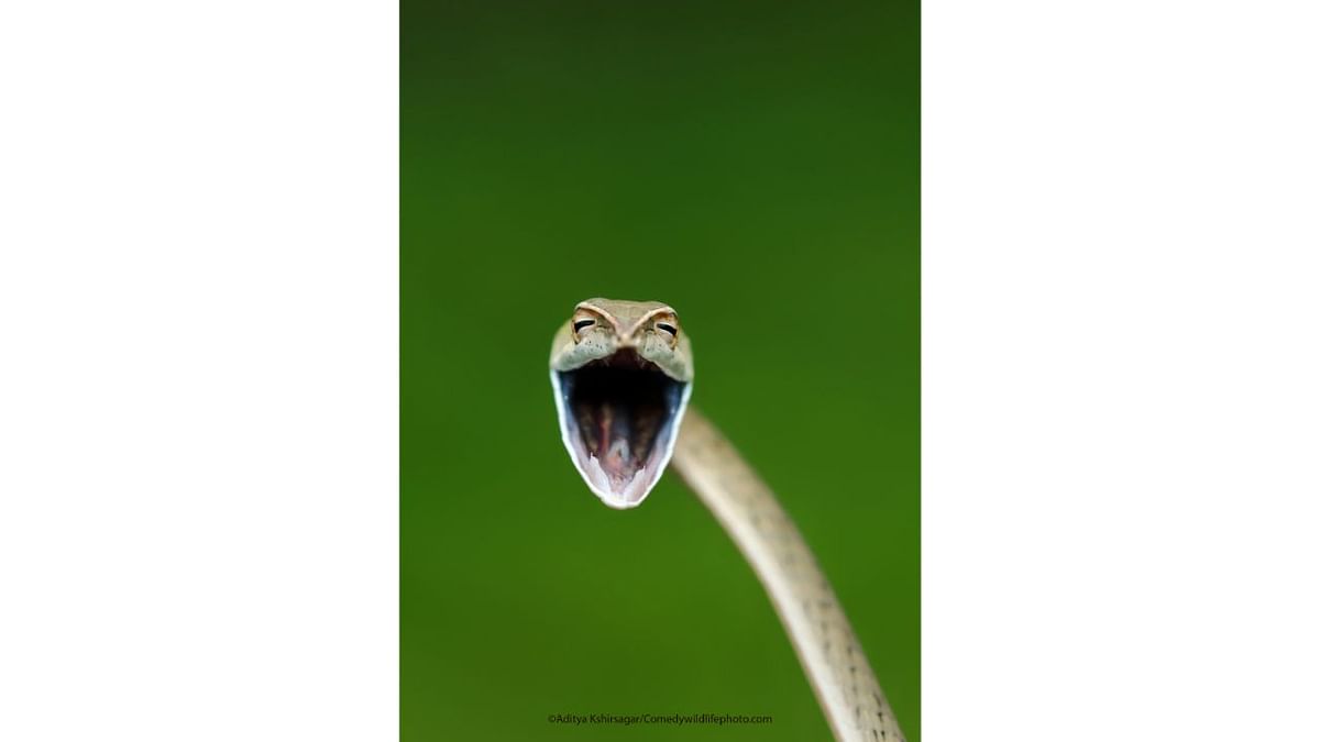 Laughing snake. Credit: Aditya Kshirsagar/Comedy Wildlife Photo Awards 2021