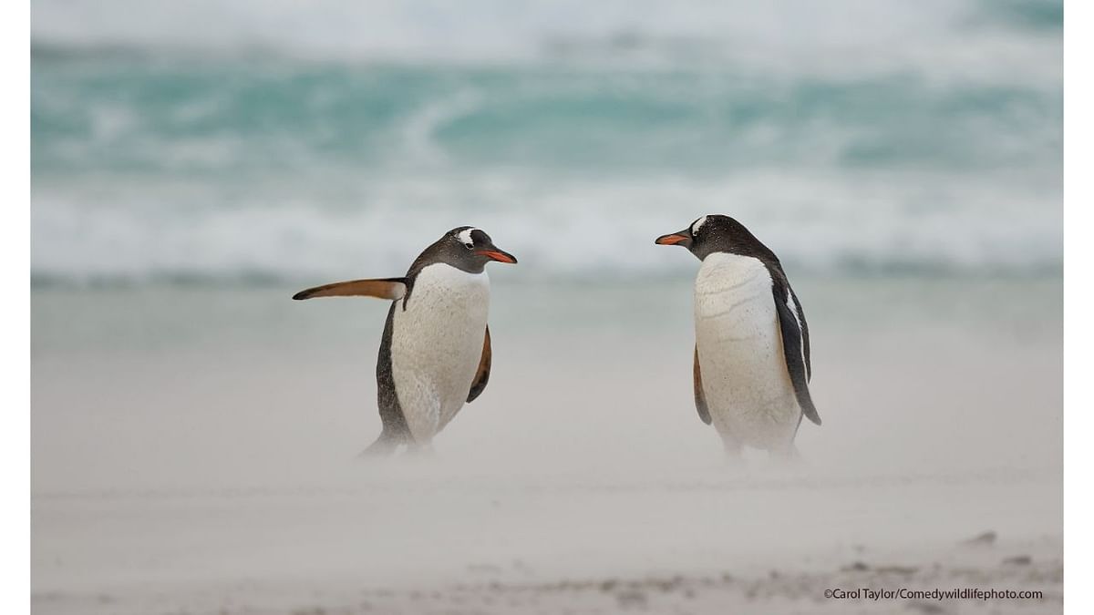 Directing penguin. Credit: Carol Taylor/Comedy Wildlife Photo Awards 2021