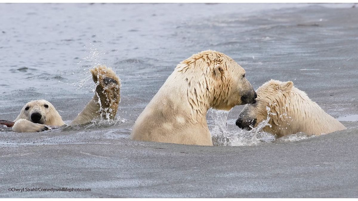 The Photo-Bombing Wave. Credit: Cheryl Strahl/Comedy Wildlife Photo Awards 2021