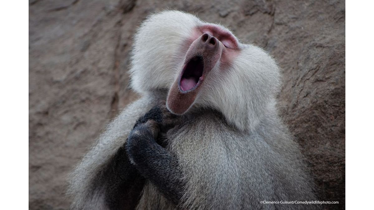 The Baboon who feels like a tenor. Credit: Clemence Guinard/Comedy Wildlife Photo Awards 2021