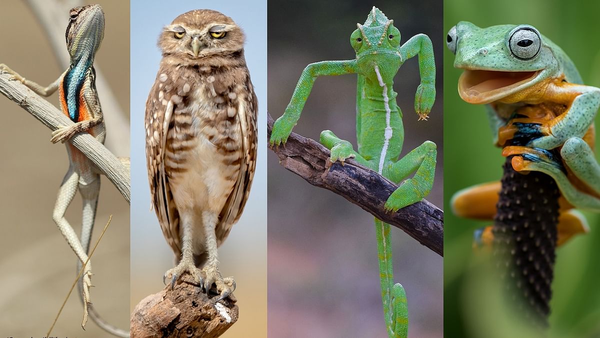 Best photos from 2021 Comedy Wildlife Photography Awards