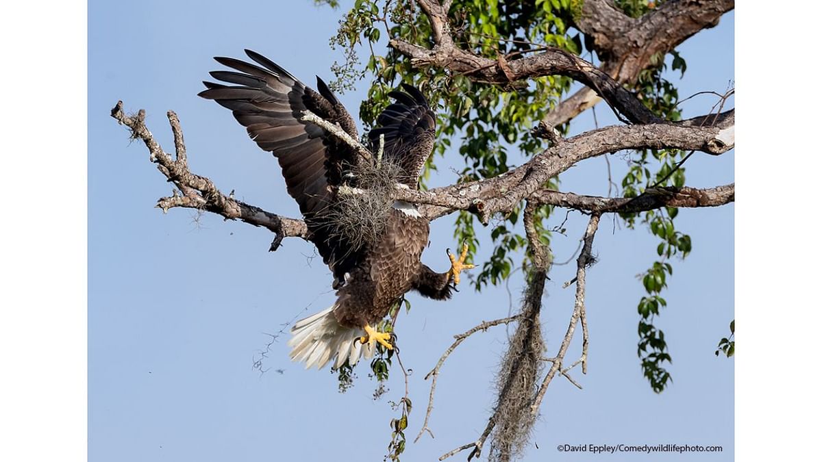 Majestic and Graceful Bald Eagle. Credit: David Eppley/Comedy Wildlife Photo Awards 2021