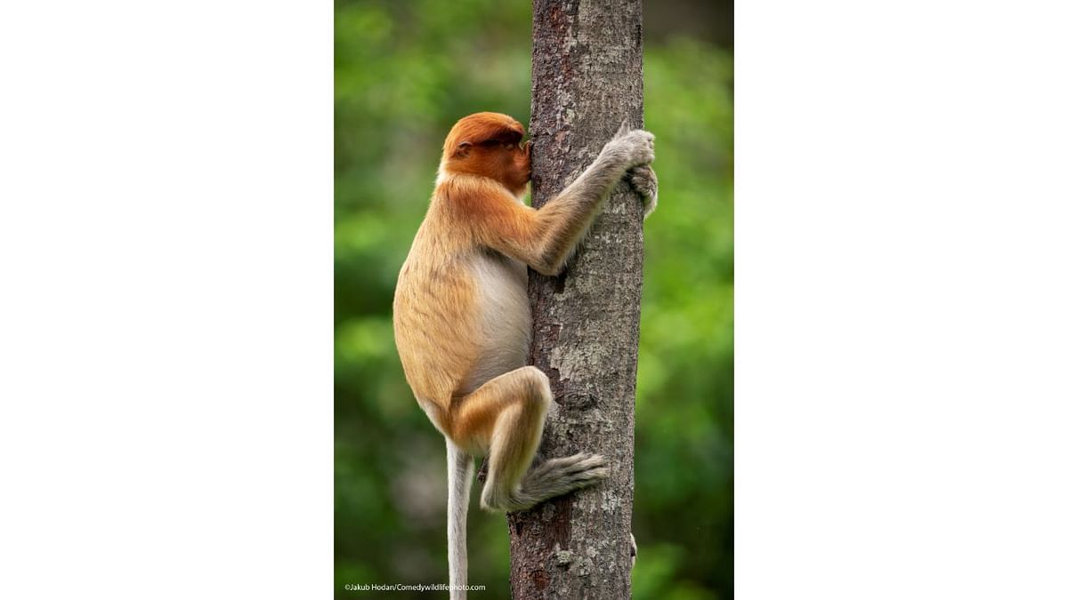 Treehugger. Credit: Jakub Hodan/Comedy Wildlife Photo Awards 2021