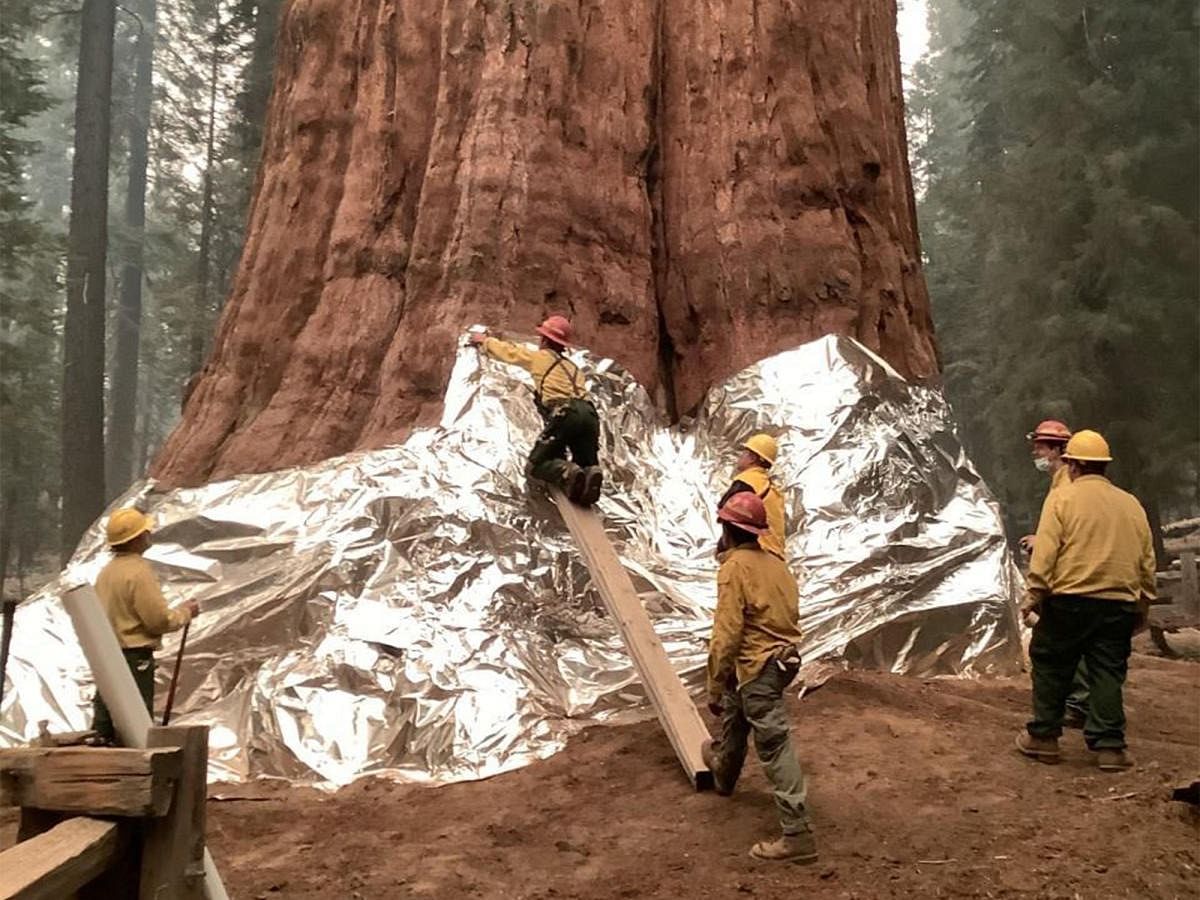 Firefighters are battling to protect the world's biggest tree from wildfires ravaging the parched United States. Credit: AFP Photo
