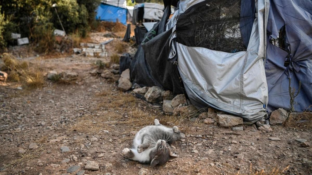 A kitten wants to play in an abandoned part of the 'jungle' part of the Samos old RIC (Reception and Indentification center) in the town of Vathy, Samos island. Credit: AFP Photo