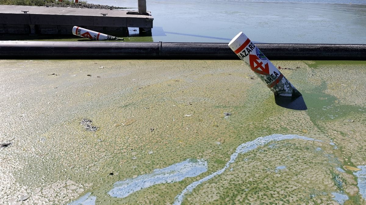 Residents and visitors of Clear Lake, California's second-largest freshwater lake, are being urged to use caution when visiting the lake after officials discovered high levels of dangerous cyanotoxins from the algae. Credit: AFP Photo