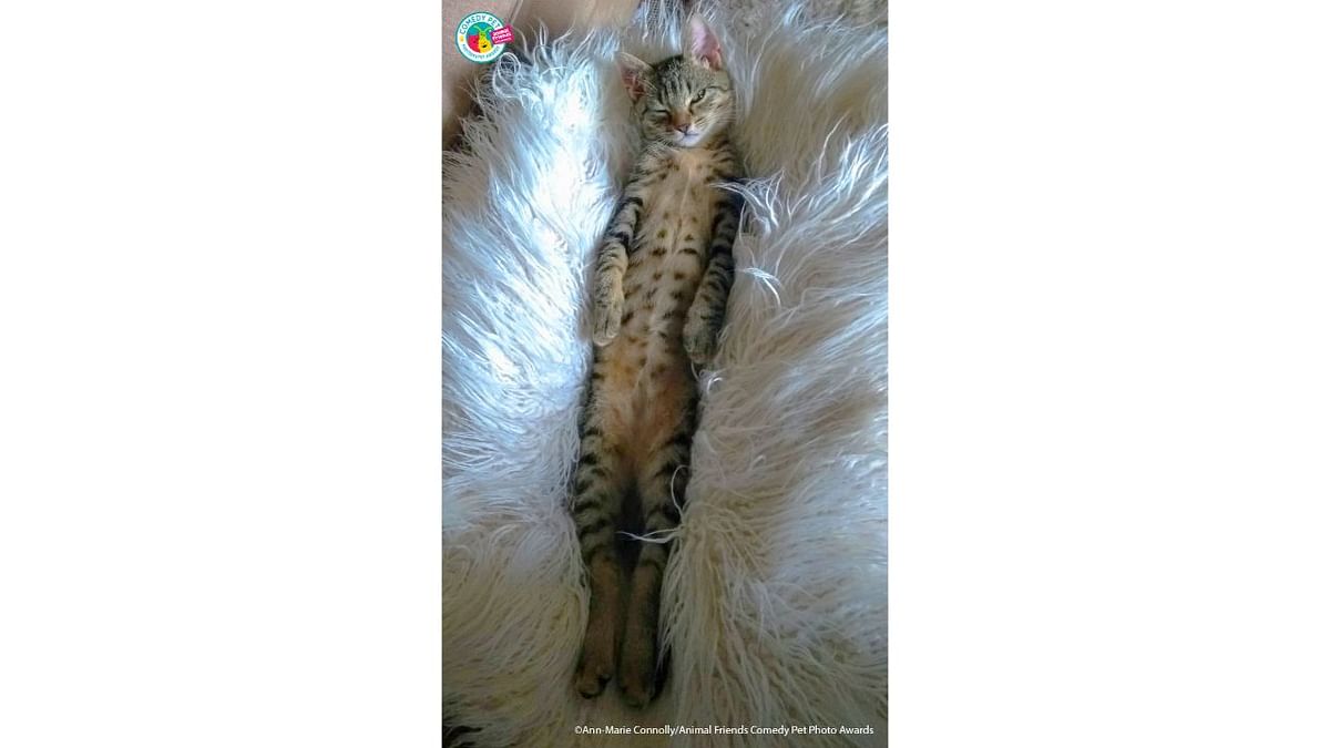 This is Albie our kitten, he is full of energy and fun but as you'll see from the photo he also takes some time out to relax and recharge his batteries. Credit: Ann-Marie Connolly/Animal Friends Comedy Pet Photo Awards