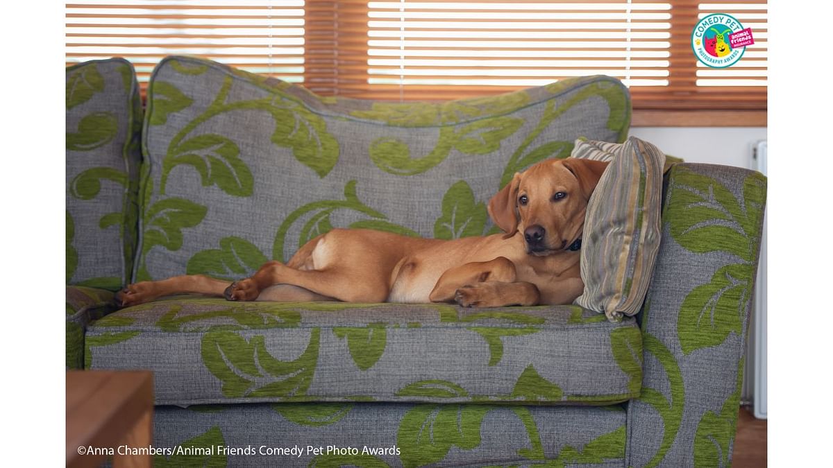 Paddy, who is not allowed on the sofa but thinks he is. Does he care? nope :\ Credit: Credit: Anna Chambers/Animal Friends Comedy Pet Photo Awards