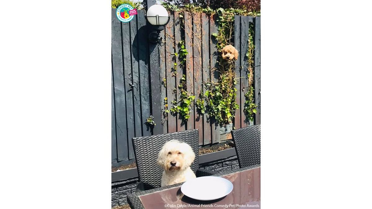 According to Ozzy we need a new fence panel ASAP. He is fed up with Chester our nosy next door neighbour spying on him every time he has a meal. Credit: Colin Doyle/Animal Friends Comedy Pet Photo Awards