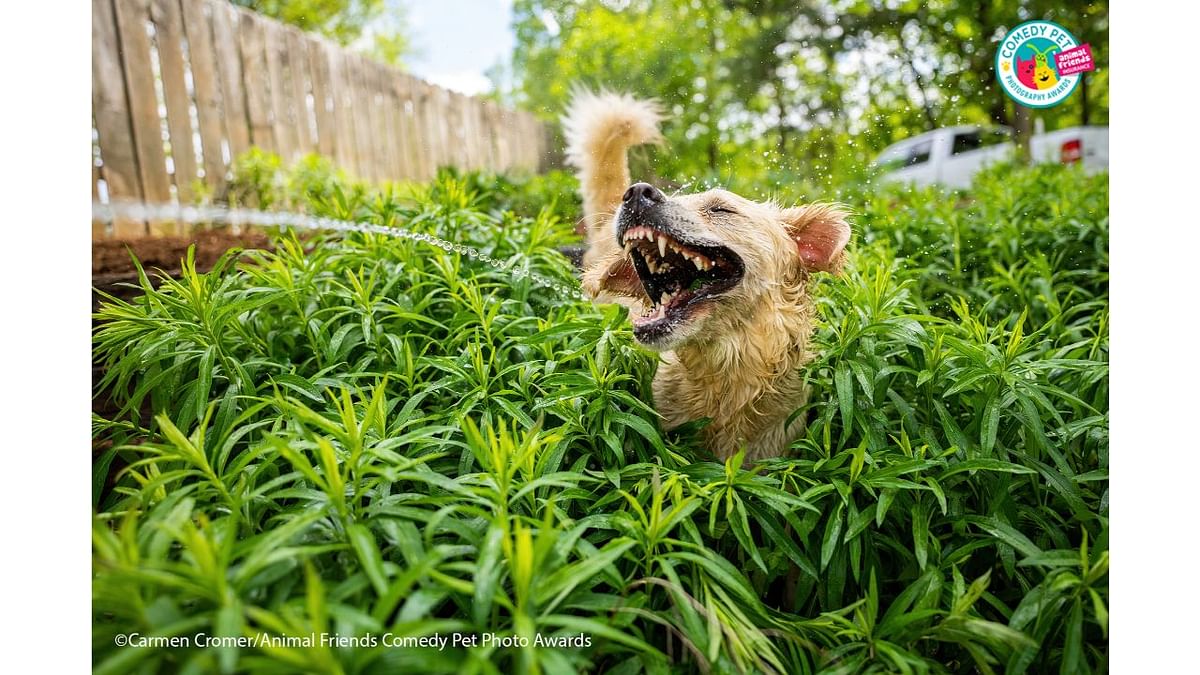 My golden retriever, Clementine, loves to stick her face in front of the hose while I water the plants. Her expression in this photo made me think of a tyrannosaurus rex, hence the title, Jurassic Bark... Credit: Carmen Cromer/Animal Friends Comedy Pet Photo Awards