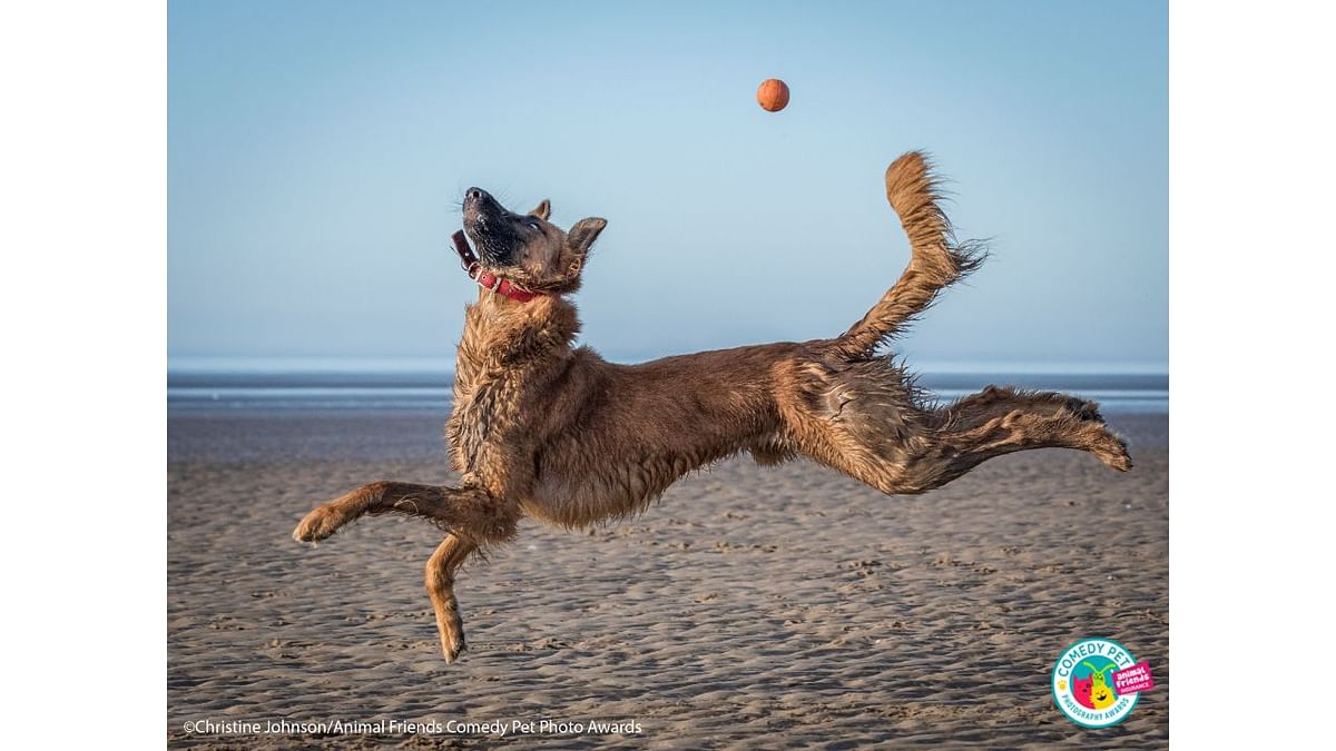 I was busy playing with my dog on the beach and this dog came to play. I liked the shapes he was making in the air.  Credit: Christine Johnson/Animal Friends Comedy Pet Photo Awards