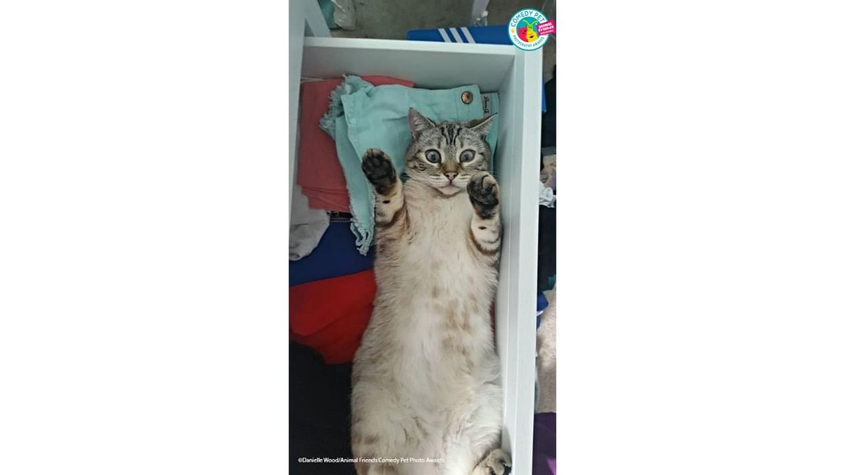 This is my very mischievous Bengal cat, Bailey! On this particular day I was trying to put away the washing but he would do whatever it took to get those all important belly rubs! Credit: Danielle Wood/Animal Friends Comedy Pet Photo Awards