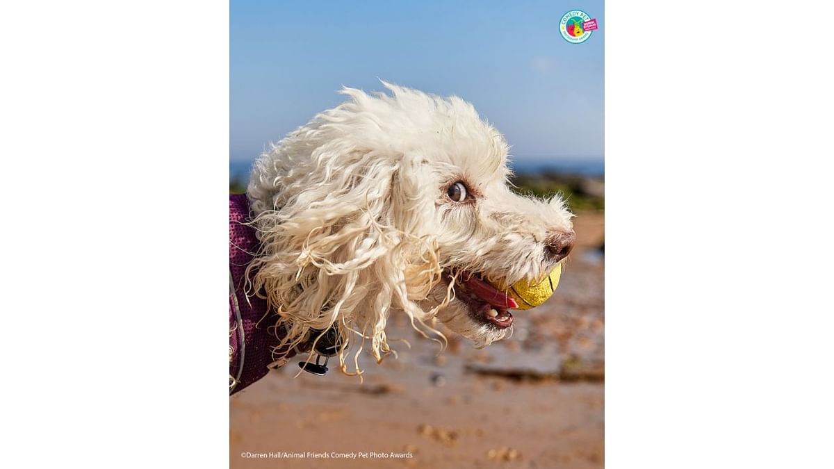 This is Ted the Poodle. I'm pretty sure he has never seen the film but the amount of people who comment that he looks like Falkor from Never ending story would suggest he may be a fan. Credit: Darren Hall/Animal Friends Comedy Pet Photo Awards