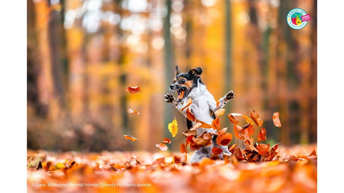 This is Leia. As you can see, she definitely loves playing with all the leaves in autumn - and yes it was really tricky to take this picture because you never know where the dog will act and what it is going to do next. Credit: Diana Jill Mehner/Animal Friends Comedy Pet Photo Awards