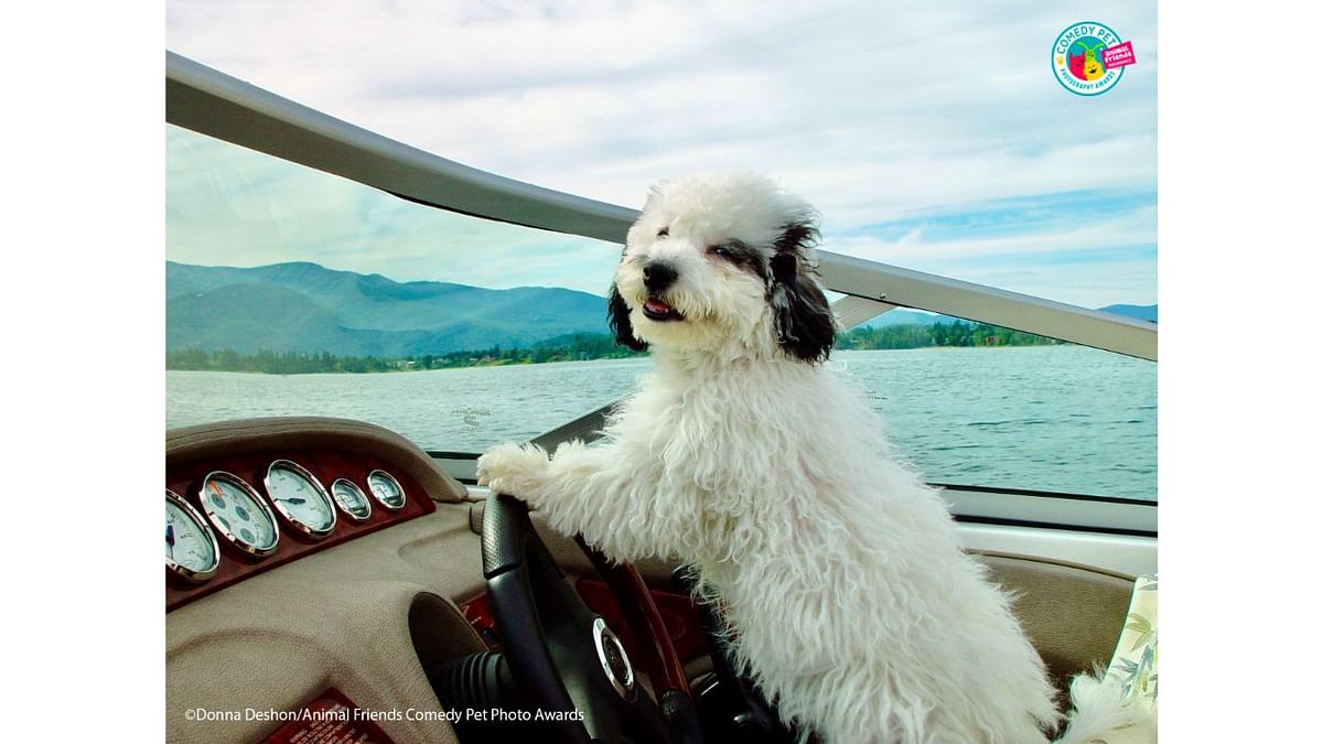 This is Lucy! While boating on our local lake in Idaho Lucy decided to take the wheel and she did great! Credit: Donna Deshon/Animal Friends Comedy Pet Photo Awards