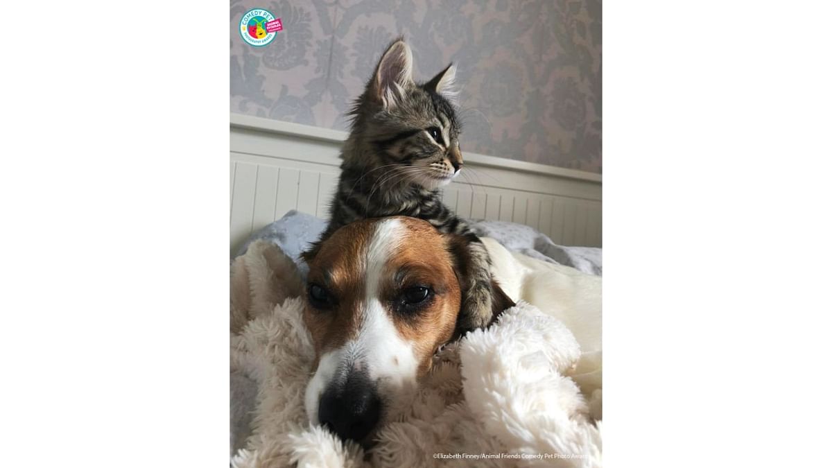 Our kitten Lola just loves her brother snoopy so much she doesn't leave in alone! Credit: Elizabeth Finney/Animal Friends Comedy Pet Photo Awards